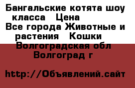 Бангальские котята шоу класса › Цена ­ 25 000 - Все города Животные и растения » Кошки   . Волгоградская обл.,Волгоград г.